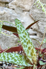 Close up of narrow pale green leaves with dark green spots of the Ledebouria plant against cement background