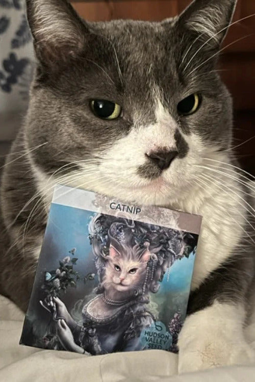 A gray and white cat holds a printed card or book cover in front of its face. The printed item features an illustrated cat portrait with the text 'CATNIP' at the top and 'Hudson Valley' at the  bottom. ©Hudson Valley Seeds 