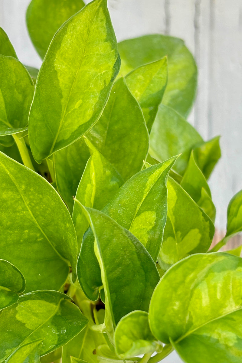 Detail of vining plant with dark green leaves and light green variegation.