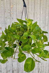 Vining plant with dark green leaves and light green variegation along trailing stems in a hanging basket against grey wall.