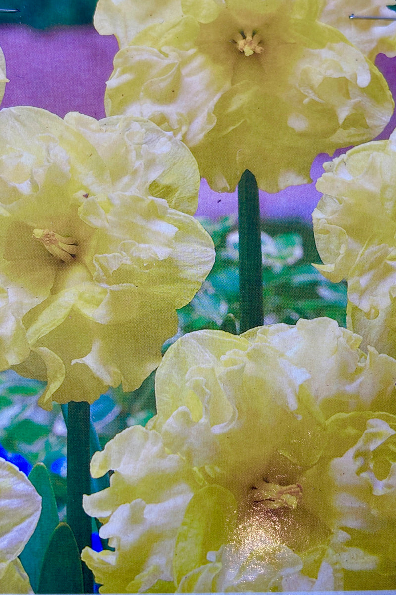 Detail of bright yellow, double petal Narcissus flowers on upright green stems