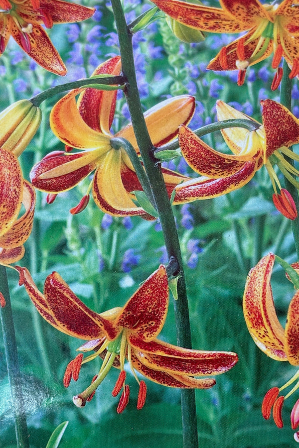 Detail of red and yellow, downward facing Lillium flowers on tall, slender green stems. 