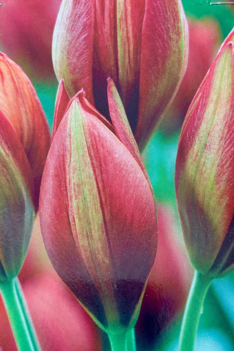 Detail of red tuplip flowers with yellow stripe along the center on green stems.