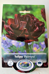 Front of packaging for Tulip Palmyra with ruffled, deep burgundy petals on sturdy green stems and a logo with the text Simple Pleasures. 