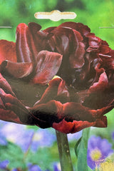 Detail of Tulip palmyra with ruffled, deep burgundy petals on sturdy green stems. 