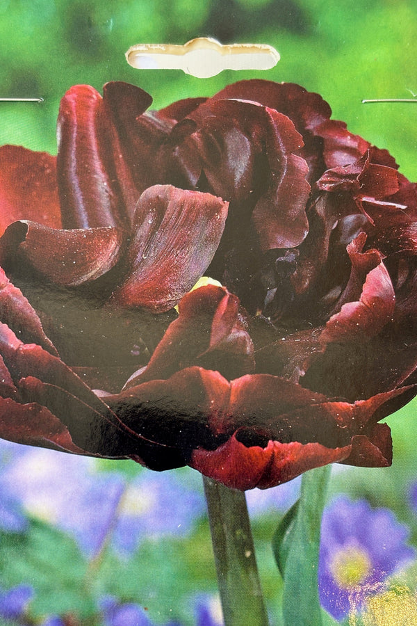 Detail of Tulip palmyra with ruffled, deep burgundy petals on sturdy green stems. 