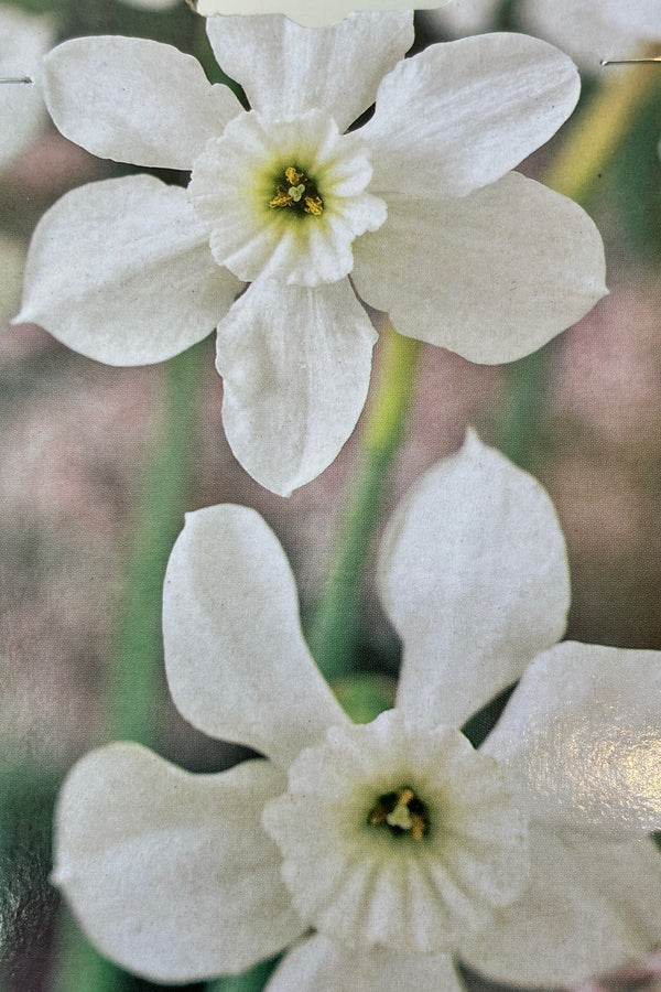 Detail of white Narcissus 'Xit' flowers with single petals arranged around a ruffled center with a yellow throat on green stems.