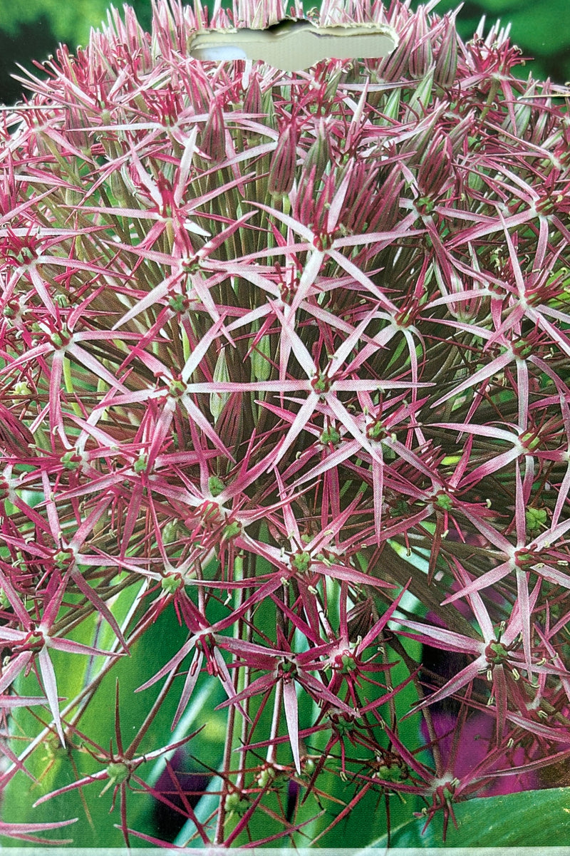 Close up of purple Allium flower with smaller, purple, star shaped flowers arranged in a sphere on thick green stems.