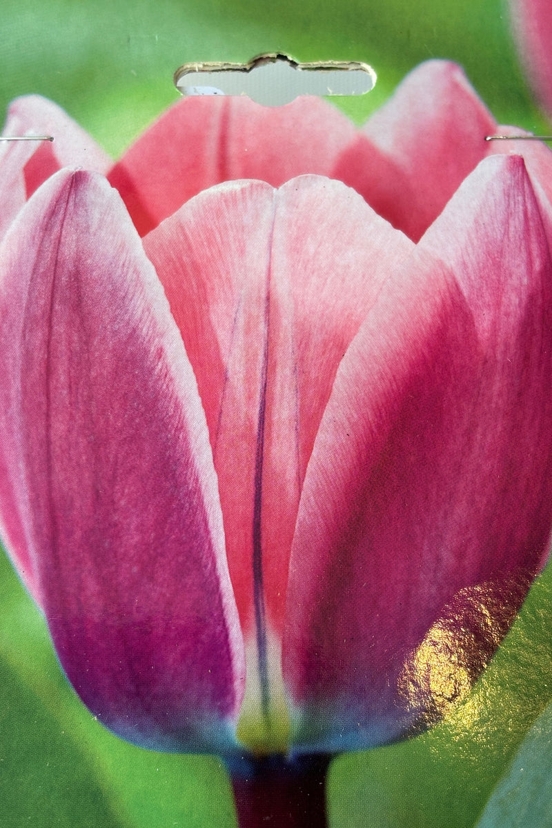 Detail image of Tulipa 'Light and Dreamy' with dark pink petals with white edges on sturdy green stems. 