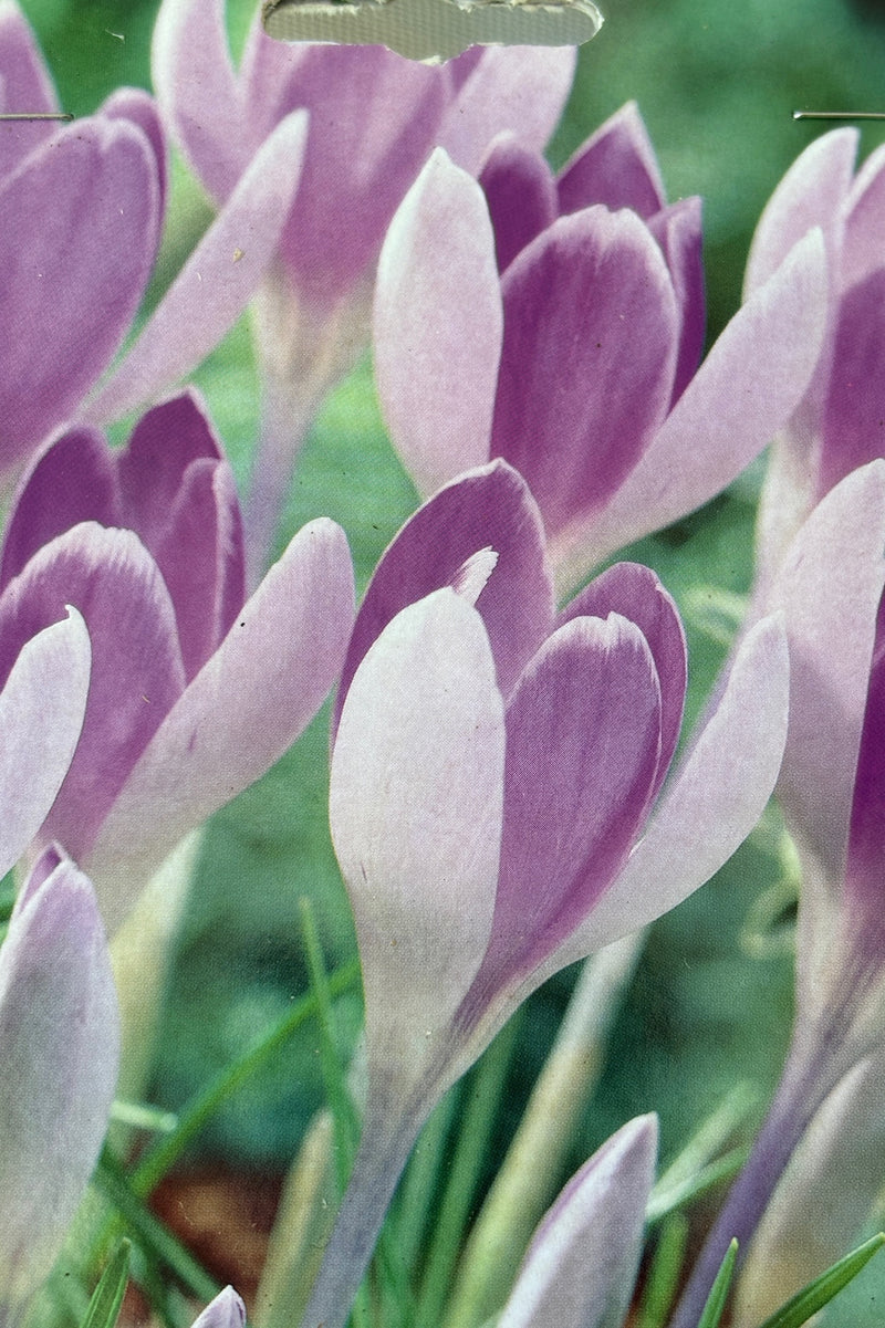 Detail of small pale purple crocus flowers 