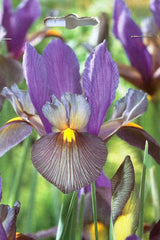 Detail of Iris 'Eye of the Tiger' flower with purple hood and white and purple striped lip with yellow throat on slender green stems.