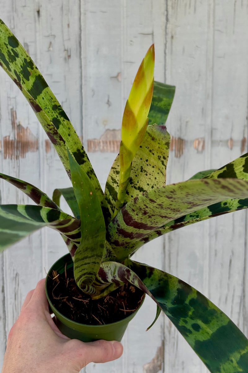 Upright plant with long, strappy green leaves with purple stripes and rounded tips and a honeycomb pattern yellow flower with red tips against a grey wall. 