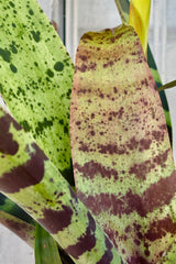 Detail of long, strappy green leaves with purple stripes against a grey wall.