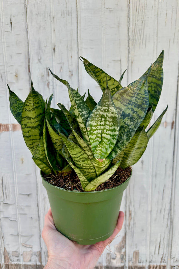 Rosettes of compact, upright light green leaves with dark green stripes with a pointed tip against a grey wall. 