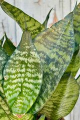 Detail of compact, upright light green leaves with dark green stripes with a pointed tip against a grey wall.