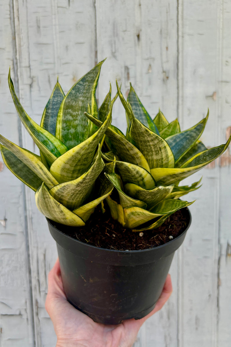 Rosettes of compact, upright patterned green leaves with yellow stripes along the margin of the leaf against a grey wall.