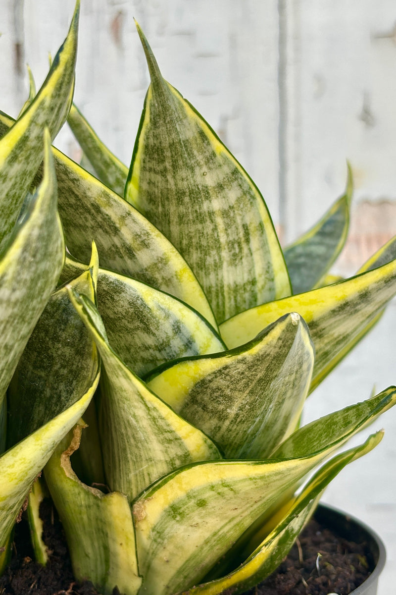 Detail of of compact, upright patterned green leaves with yellow stripes along the margin of the leaf against a grey wall.