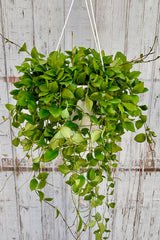 Trailing plant with small, oval shaped leaves arranged closely together on long thin stems in a hanging pot against a grey wall. 