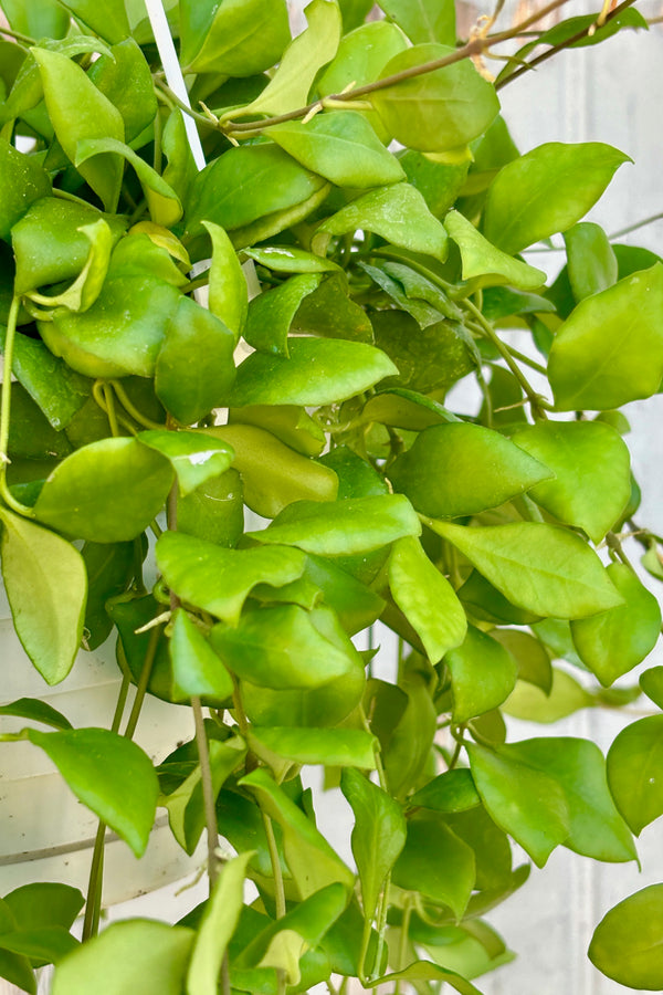 Detail of trailing plant with small, oval shaped leaves arranged closely together on long thin stems 