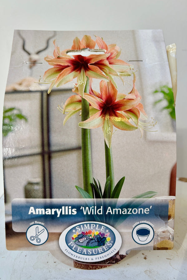 Packaging for Amaryllis 'Amazone' showing a star shaped cream colored flower accented with pale green, and deep red throat fading to a blush color as it extends along the petals on top of thick green stems. 