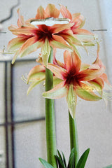 Detail image of packaging for Amaryllis 'Amazone' showing a star shaped cream colored flower accented with pale green, a deep red throat fading to a blush color as it extends along the petals on top of thick green stems. 