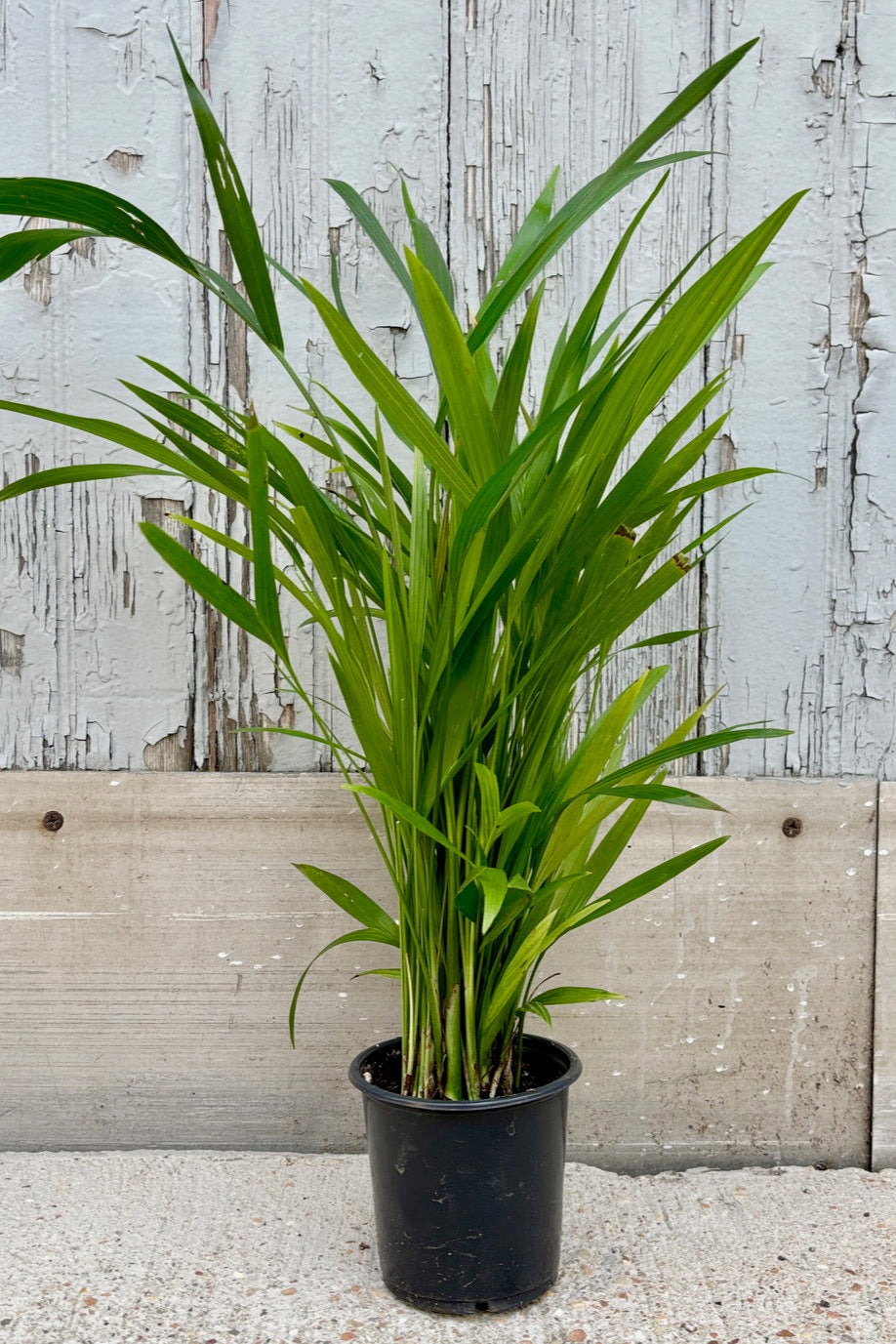 Chamaedorea palm in a black plastic grow pot against a grey wall.