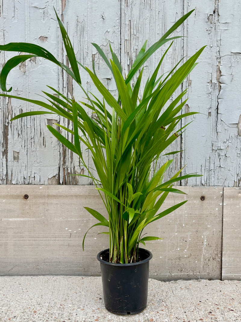 Chamaedorea palm in a black plastic grow pot against a grey wall.