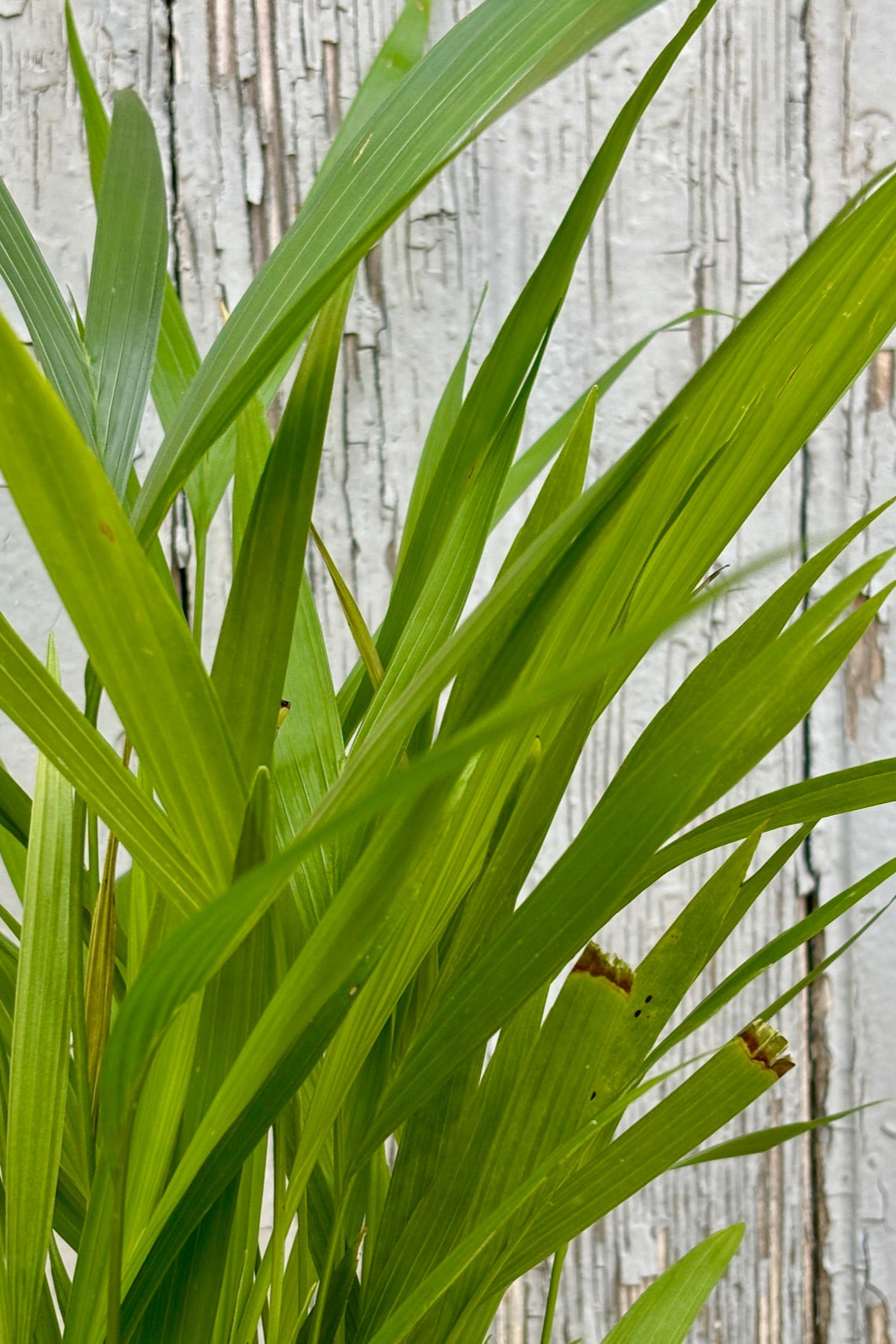 Detail of palm fronds on Chamaedorea palm against a grey background.