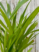 Detail of palm fronds on Chamaedorea palm against a grey background.