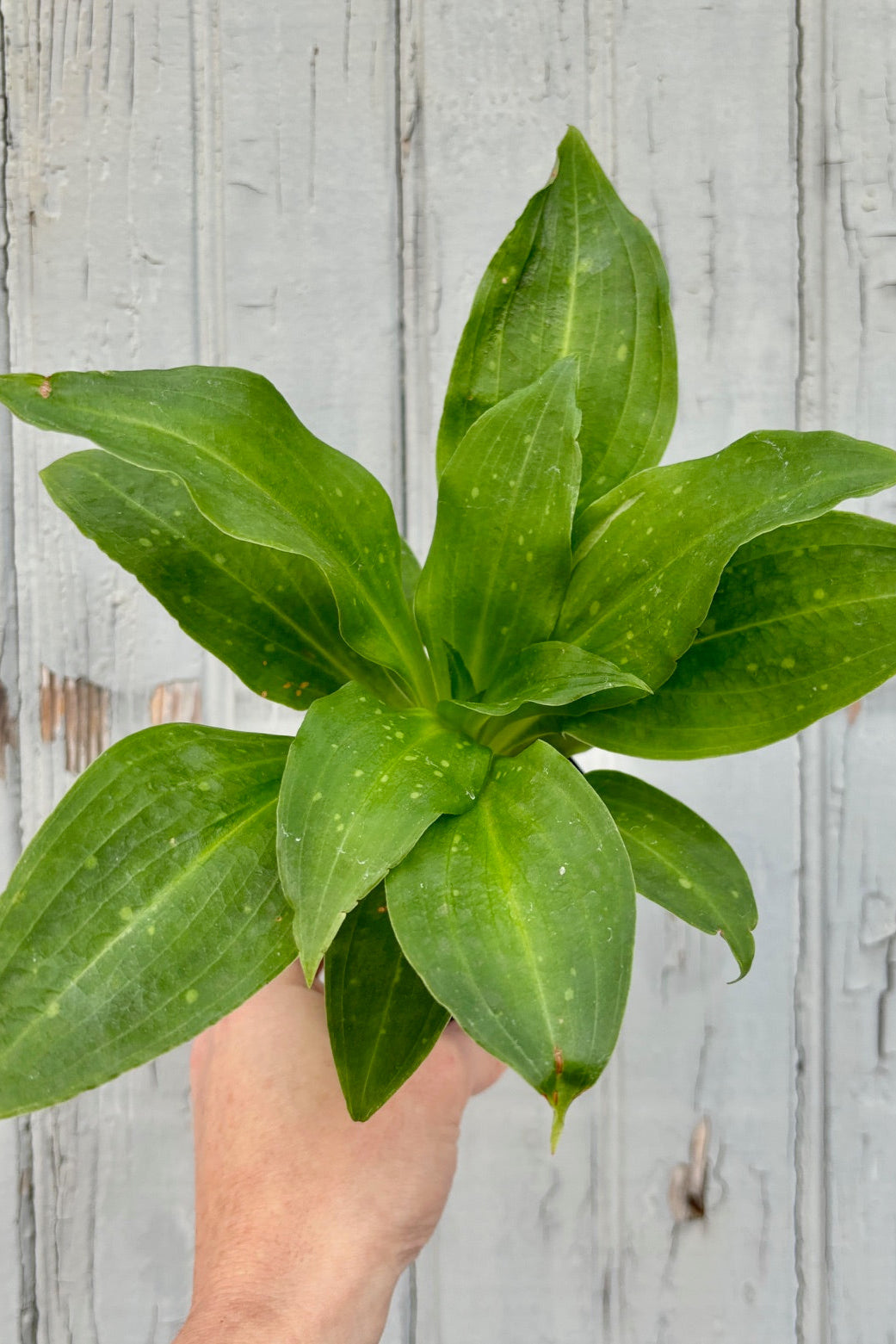 Hand holding a plant with several  lightly speckled, wide green leaves with a light green stripe down the center of the leaf against a grey wall. 