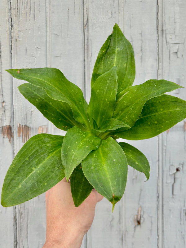 Hand holding a plant with several  lightly speckled, wide green leaves with a light green stripe down the center of the leaf against a grey wall. 