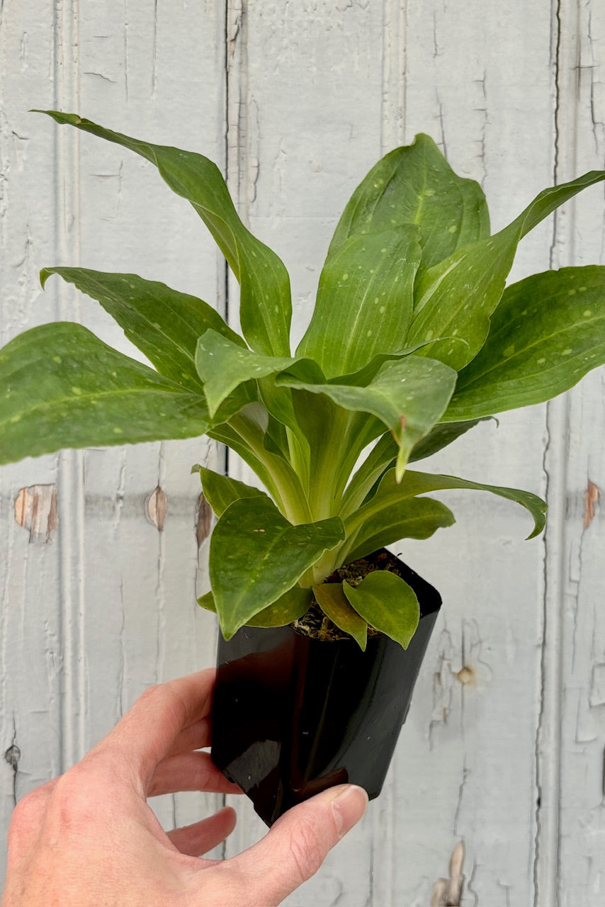 Hand holding a plant with several  lightly speckled, wide green leaves with a light green stripe down the center of the leaf against a grey wall. 