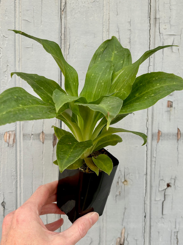 Hand holding a plant with several  lightly speckled, wide green leaves with a light green stripe down the center of the leaf against a grey wall. 