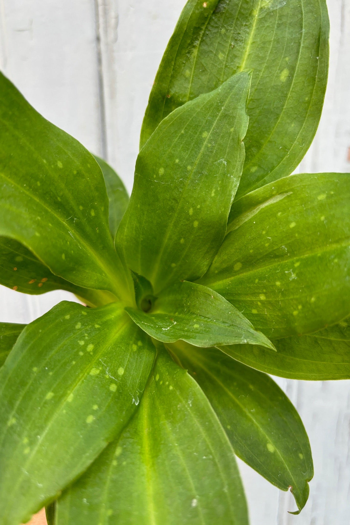 Detail of plant with several lightly speckled, wide green leaves with a light green stripe down the center of the leaf against a grey wall. 