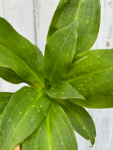 Detail of plant with several lightly speckled, wide green leaves with a light green stripe down the center of the leaf against a grey wall. 