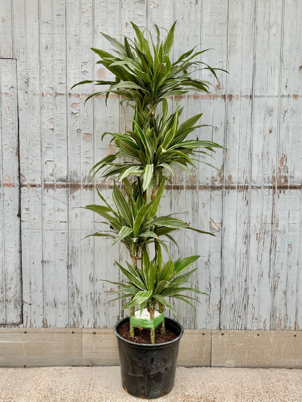 Dracaena deremensis 'Warnecki' staggered cane in a black plastic growers pot with bluish-green and white variegated leaves against a grey wall.