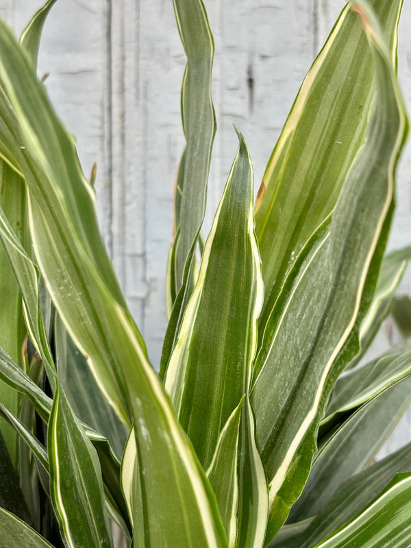 Close up of Dracaena deremensis 'Warnecki' staggered cane in a black plastic growers pot with bluish-green and white variegated leaves against a grey wall.