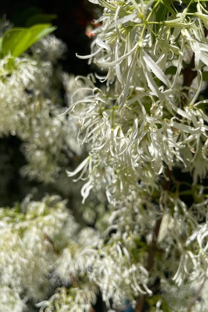 Chionanthus Fringe Tree in Bloom up close with its white fringe like flower petals the middle of May at Sprout Home. 