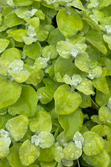 up close image of the Helichrysum 'Lime' leaves mid may with its chartreuse and light white colorations. 