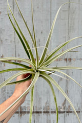 Hand holding a Tillandsia straminea plant with long, pale green leaves the have a silver tint due to fine hairs along the leaves. 