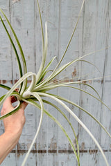 Sideview of a hand holding a Tillandsia straminea plant with long, pale green leaves the have a silver tint due to fine hairs along the leaves. 