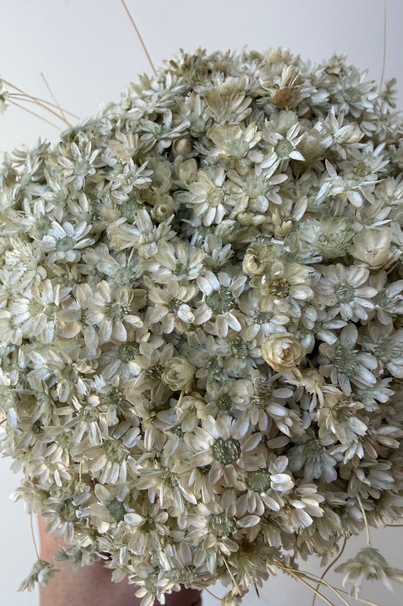Close-up of a bouquet of dried mint Gloixia flowers with a white background ©Sprout Home