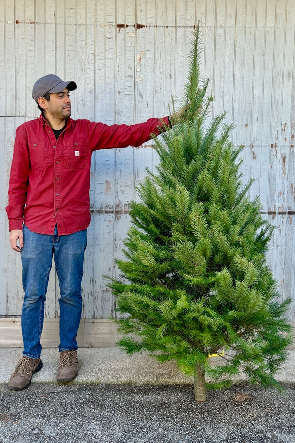 Man holding a 6-7' Douglas fir Christmas tree against a grey wall