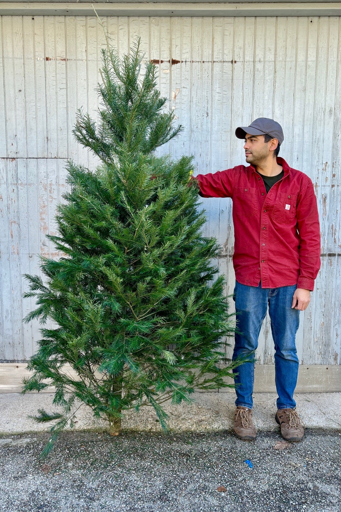 Man holding a 6-8' Dougals Fir Christmas tree against a grey wall. ©Sprout Home 