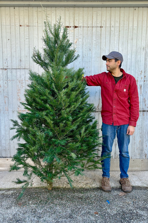 Man holding a 6-8' Dougals Fir Christmas tree against a grey wall.