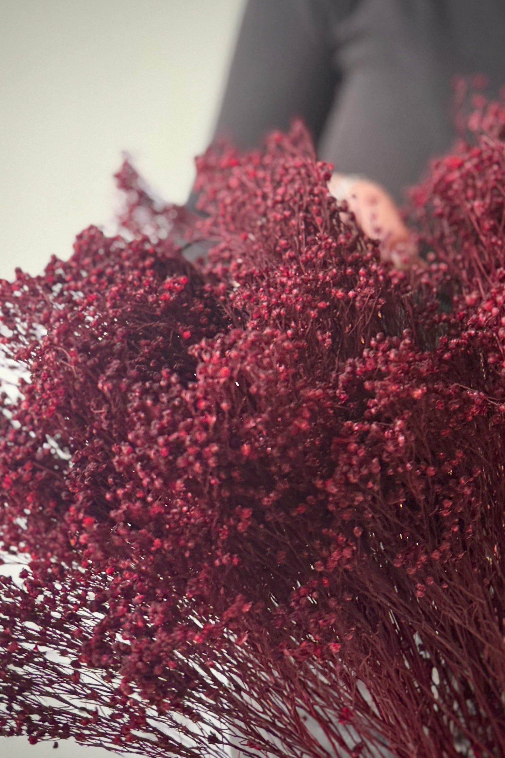 Close-up of a bouquet of preserved and dried burgundy broom with a blurred background ©Sprout Home