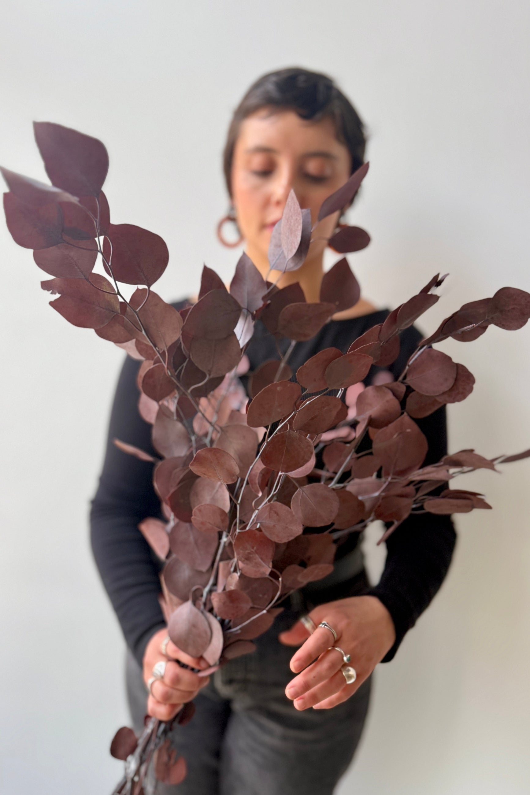 Person holding a bunch of preserved dark burgundy leaved Eucalyptus against a plain background ©Sprout Home