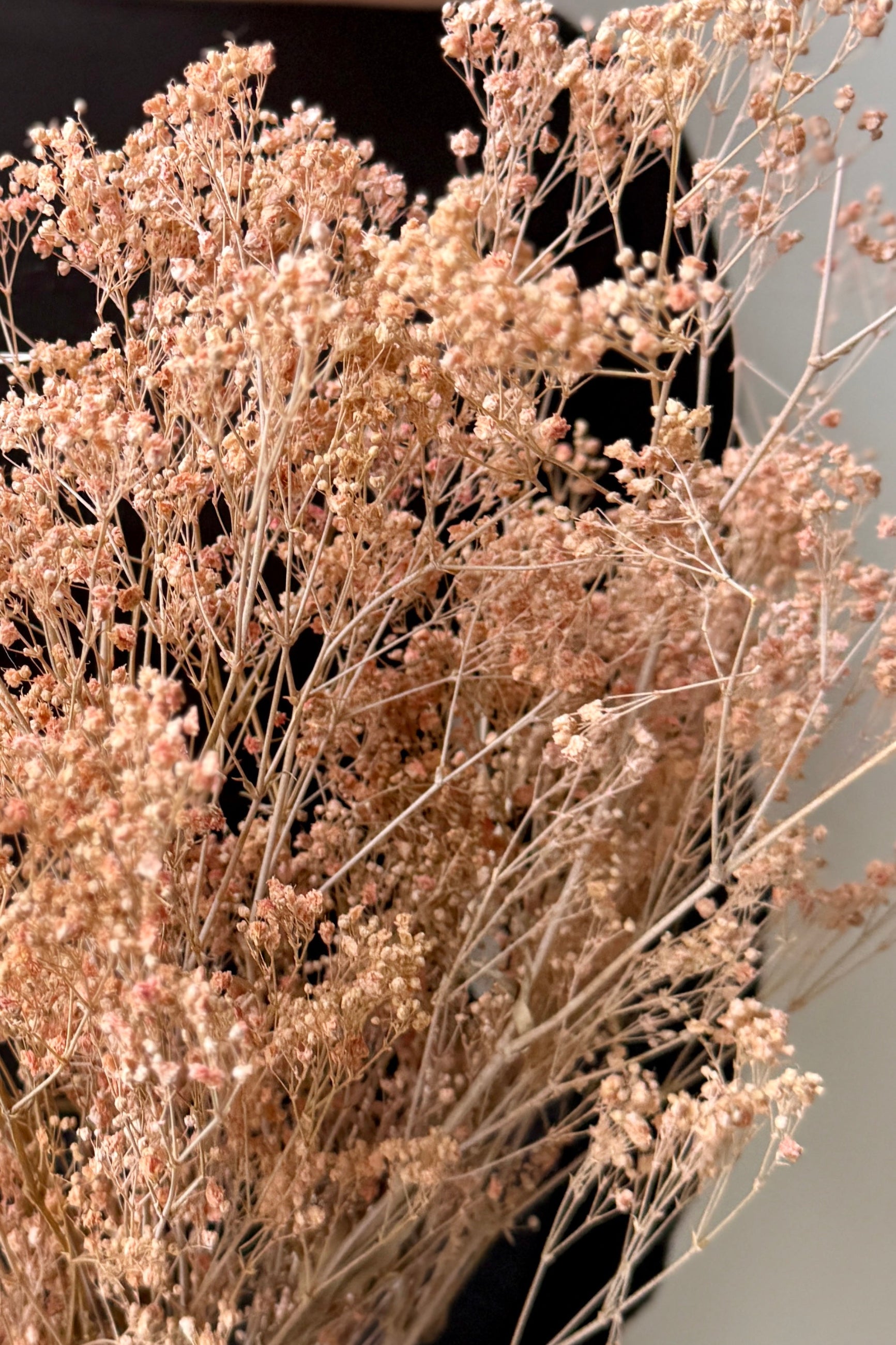 Bouquet of dried preserved dusty pink Paniculata Gypsophila flowers with a neutral background ©Sprout Home