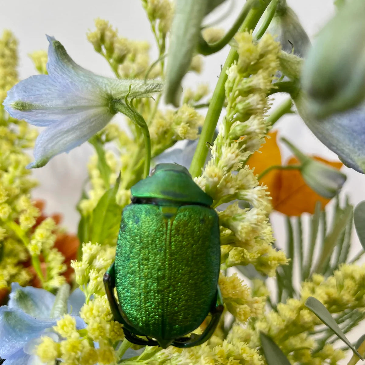 Chrysophora chrysochlora at SPROUT HOME