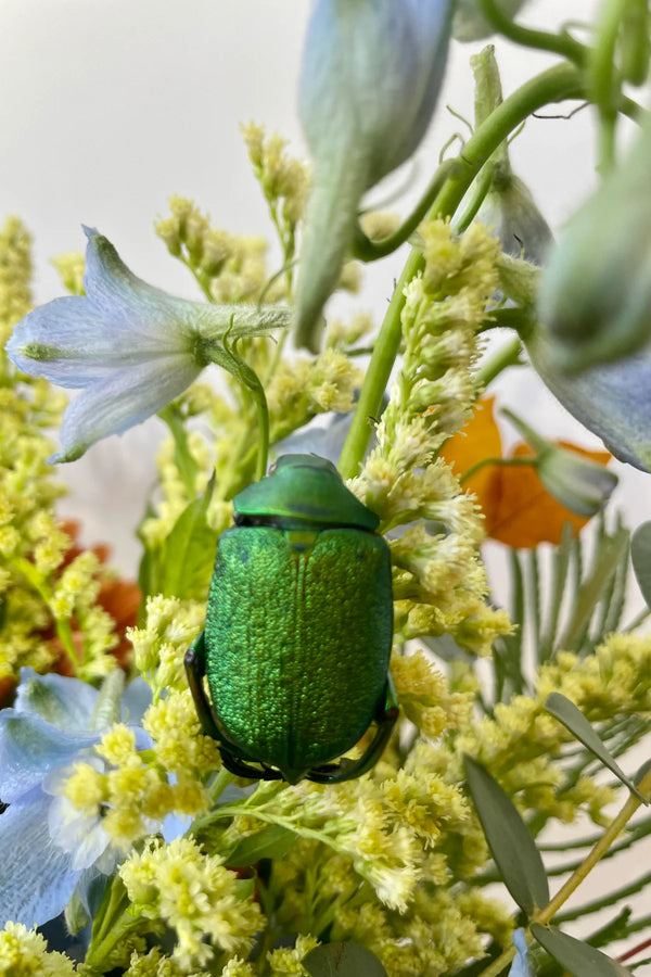 Green and gold scarab bettle Chrysophora chrysochiora on a flower against a white background.